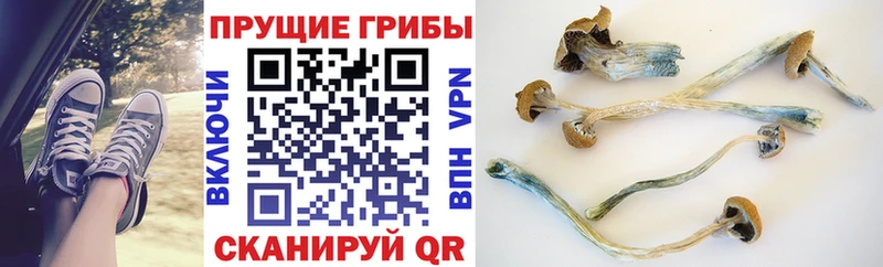 Галлюциногенные грибы Magic Shrooms  mega ONION  Богданович  что такое наркотик 